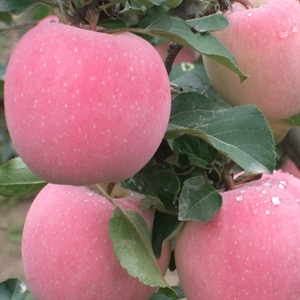 Picture of Fresh Apple